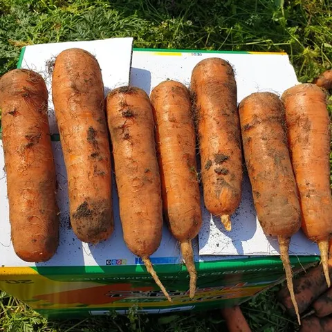 햇수확 김해 흙당근 5kg(중과)