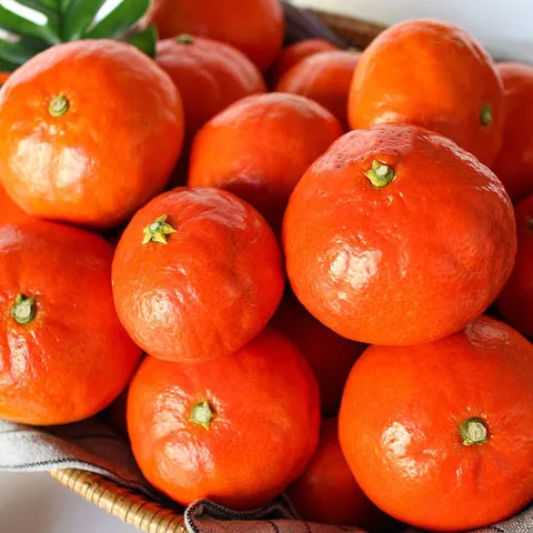 제주 고당도 홍매향 감귤 프리미엄 로얄과 3kg