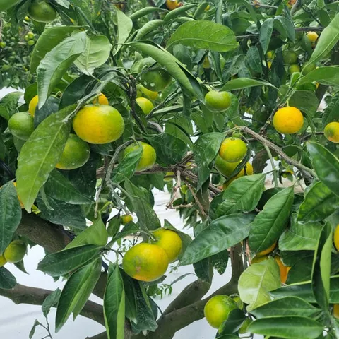 [산지직송] 제주 서귀포 타이백 감귤(중대과) 2.5kg