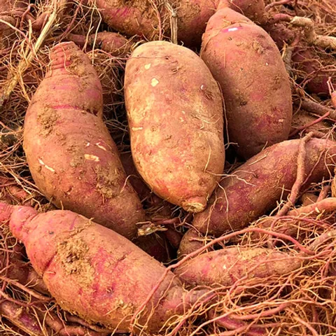 고구마 3kg 호박고구마 꿀고구마 호풍미