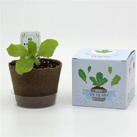 화분 뿌리관찰 야채 채소 키우기 패키지