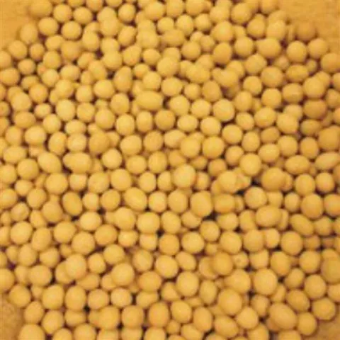 메주콩 곡물 콩 종자 품종 정원 원예 식물 씨앗 30g 메주콩씨앗