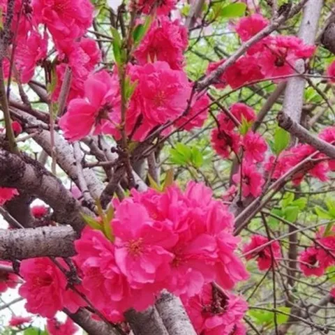 홍도화(꽃복숭아) 4년생 결실주(분) 1주 묘목