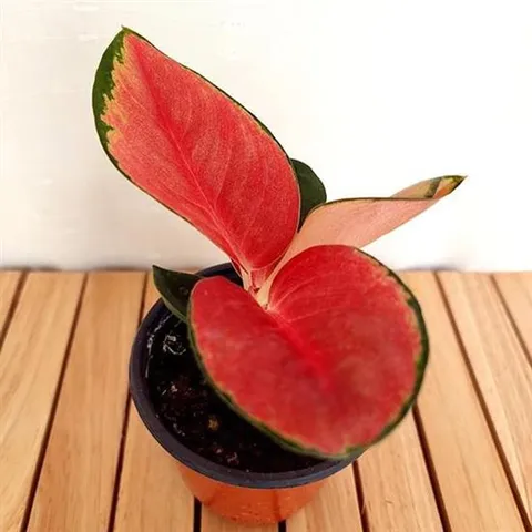 슈퍼스타 지리홍(소) 아글레오네마 키우기 쉬운 화초 집에서키우는식물