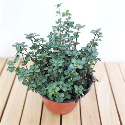 음지식물 타라 키우기 쉬운 실내 화초 공기청정 식물