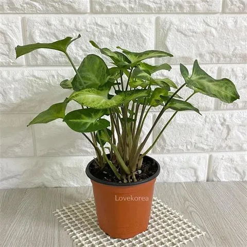 집에서키우기쉬운식물 싱고니움 실내공기정화식물