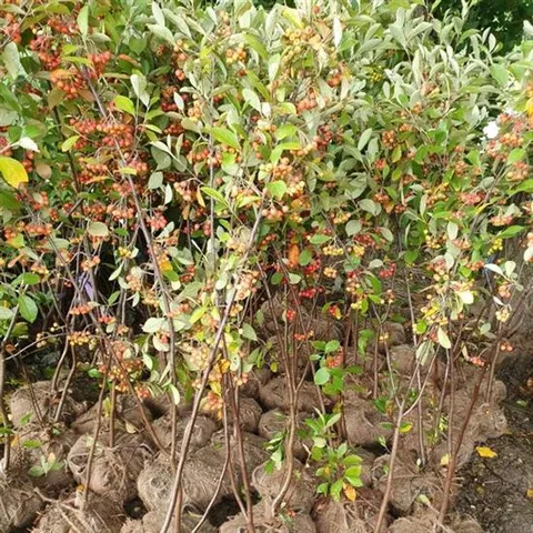 꼭지윤노리 1주 (키1.0m) 키움원예