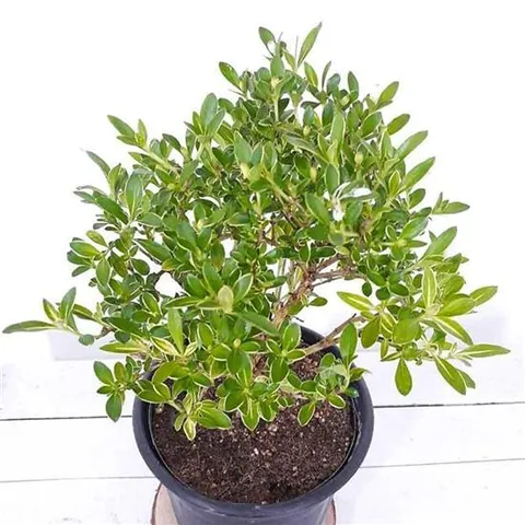 집에서키우기쉬운식물 흰색으로 피어나는꽃 백정화(소) 울타리나무