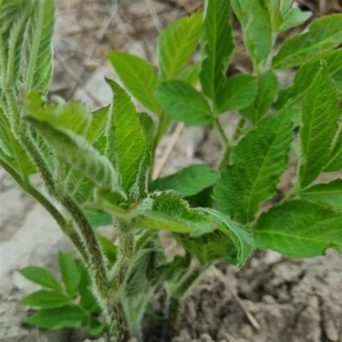 땅두릅 두릅 독활 산야초 종자 품종 씨 씨앗 2000립 종자판매