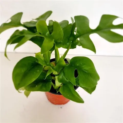 히메몬스테라 키우기 쉬운 실내 공기청정 화훼농장 몬스테라