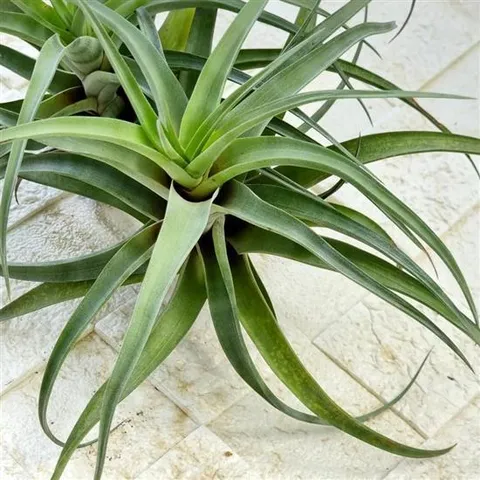 틸란드시아 플랙스오사 키우기 쉬운 실내 공기청정 식 이오난사