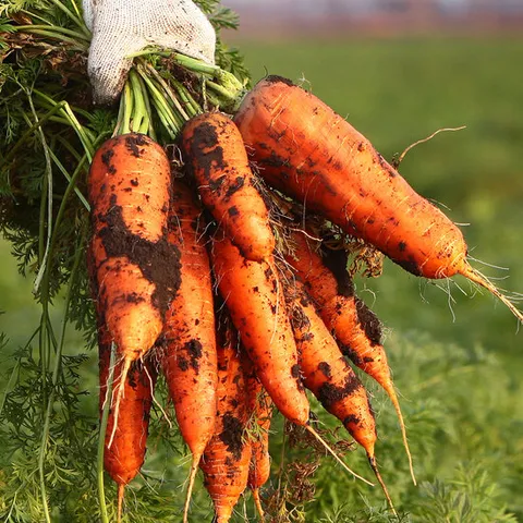 햇수확 제주 구좌 흙당근 5kg(왕특과)