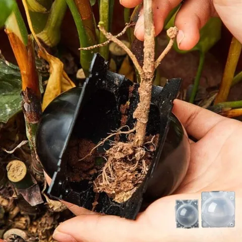 취목볼 뿌리 공중 삽목 식물 트레이 묘목 나무 지지대 원예 식물 지지대 커