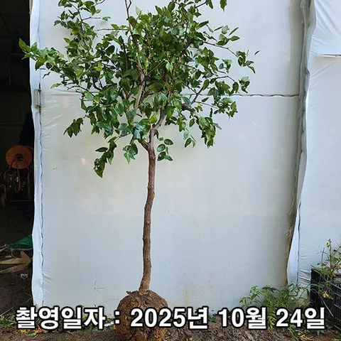 대왕대추 5년생 결실주