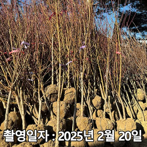 개복숭아 / 4년생 / 개화주