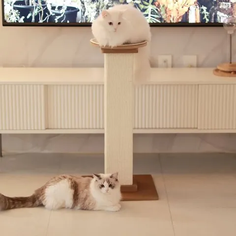 아토주 파우제 고양이 수직 스크래쳐 + 카페트 탑시트 세트