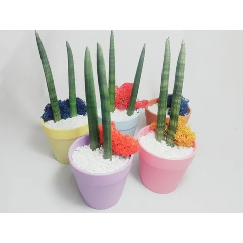 공기정화식물 스투키 컬러화분 만들기 5인