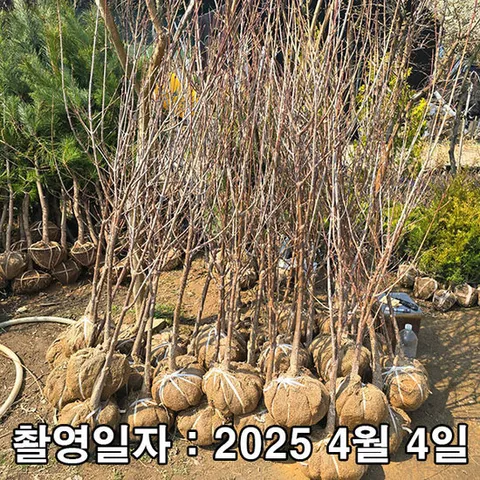 산수유 / 성목 R4 / 개화주