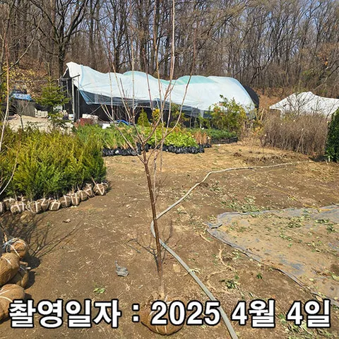 산수유 / 성목 R3 / 개화주