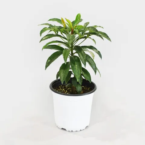 마이플랜트 만냥금 중형 행운이 들어오는 천냥금 인테리어 공기정화 관엽식물 모종