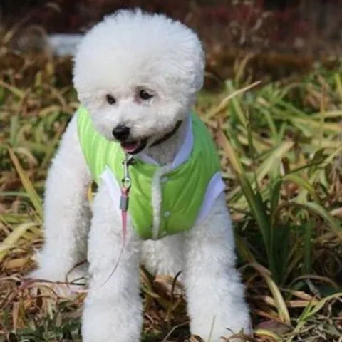 강아지 유광 패딩 (그린) 입기 편한 강아지 옷 10초 강아지패션 강아지겨울옷 강아지조끼 강아지패딩조끼