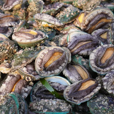 [엠픽] 산지직송 산소포장 완도전복 대 1kg(14~16미)+손질칼증정