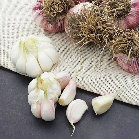 [농부마음] 남해 햇 마늘 장아찌용 특품 (반접)