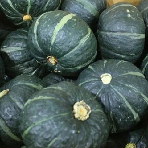 뉴질랜드 단호박10kg 중과 5~7과 단호박 밤단호박