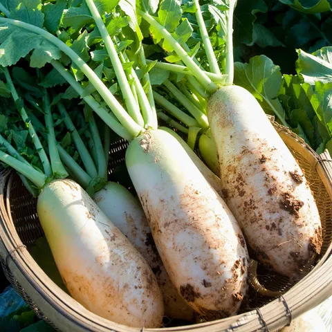 [농협청과33번] 무 7kg내외 (상,못난이/3~6개)