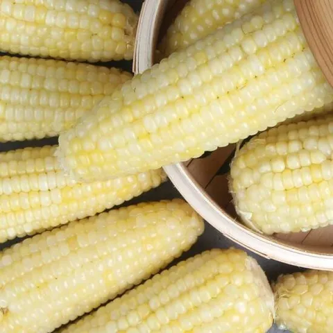 바로먹는 백찰 찐옥수수 10개 왕특대(16cm이상) 맛있게 쪄서 가는 급냉한 쫀득하고 찰진 옥수수 전자렌지ok