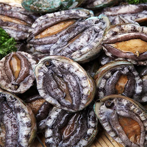 완도 참전복(대)500g 산소싱싱팩포장