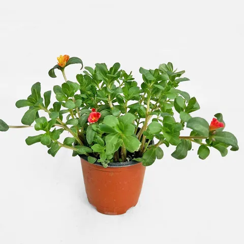 마이플랜트 포체리카 소형 야생화 인테리어 공기정화 반려식물 꽃모종