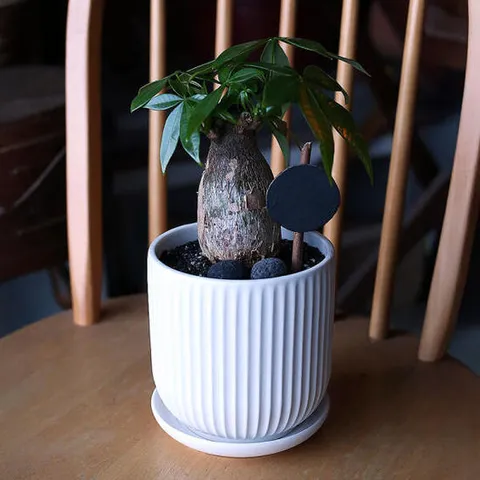 아트박스/러브피어리 파키라 도자기 화분 실내공기정화식물 개업