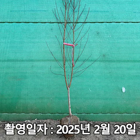 개복숭아 3년생 개화주