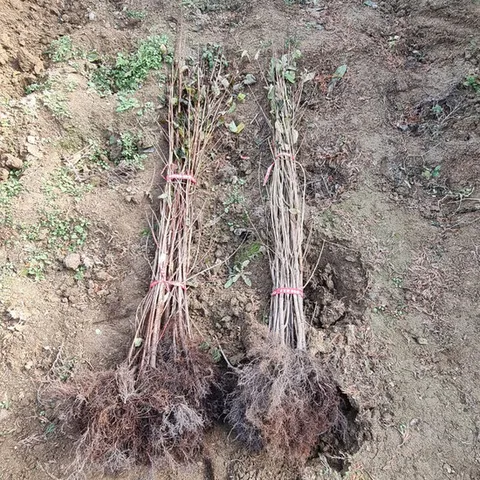 산수유 실생1년(특) 1등묘