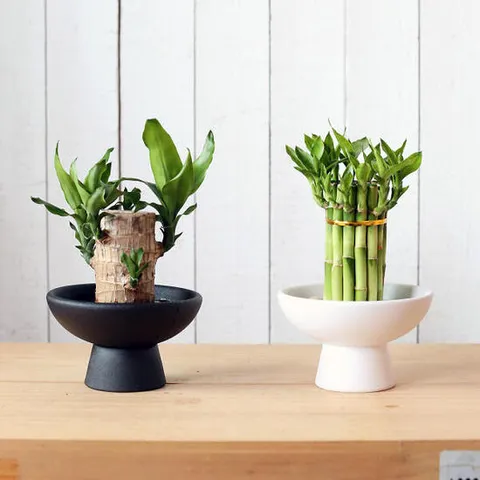 아트박스/러브피어리 반려식물 행운목 개운죽 이케바나 화기 화