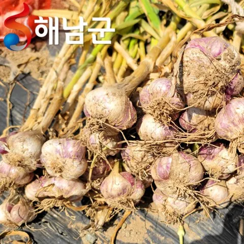 산지직송 해남 햇마늘 남도마늘 한접 100개 대 / 요리 양념용 마늘 통마늘