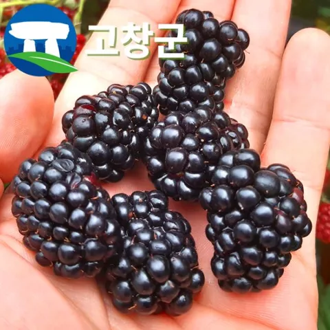 산지직송 고창 복분자 블랙베리 특품 1kg / 생과 급냉 슈퍼복분자 고창복분자 햇복분자