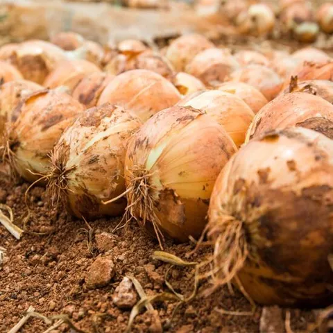 [천사푸드] 25년 첫수확 조생 무안 양파 3kg 소