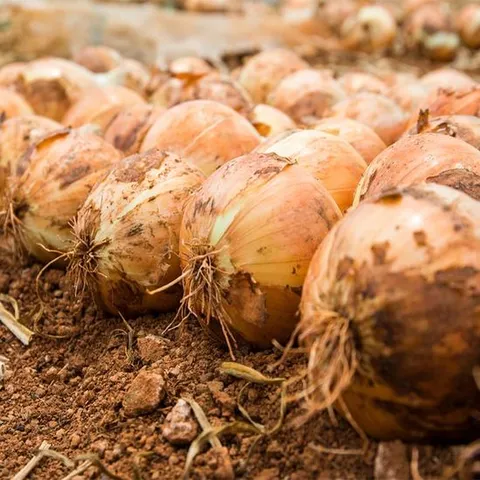 [천사푸드] 25년 첫수확 조생 무안 양파 5kg 중대혼합