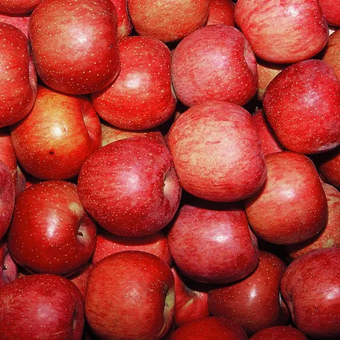 국내산 실속형 주스용 빨간사과 5kg