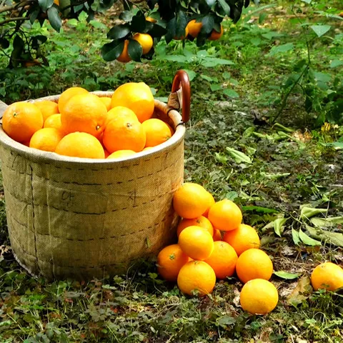 [잇츠푸드] 제주 고당도 황금향 2.5kg(10~12과/중과)