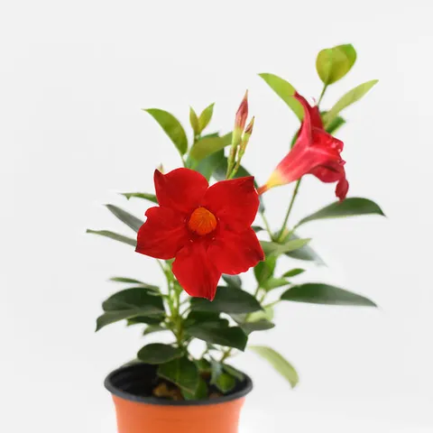 마이플랜트 만데빌라 소형 야생화 꽃모종 나팔꽃 화초키우기 실내화초 반려식물