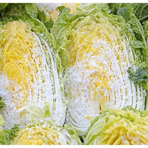 HACCP인증 아삭아삭 강원도 인제 청정지역 절임배추 20kg 김장주문예약 주문  절인배추