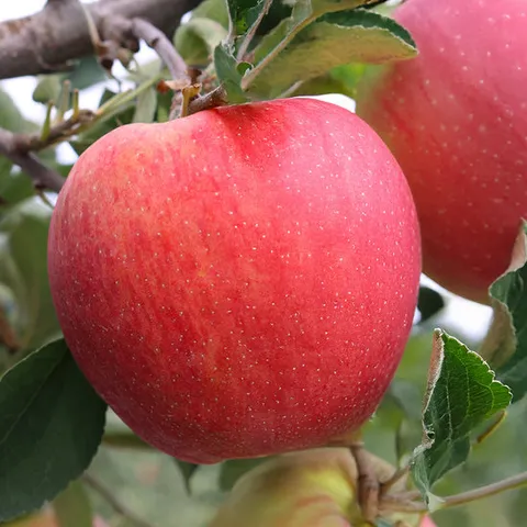 신선한 햇 빨간사과 2kg 대과 6-7과내외