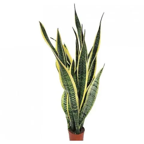 베하몰 실내 화초 산세베리아약80cm