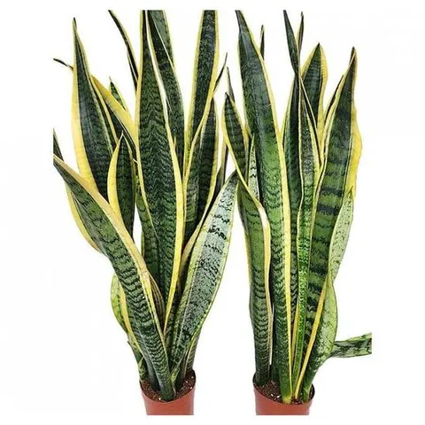 베하몰 실내 화초  산세베리아 약80cm