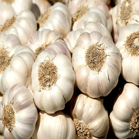 남해군 농협조공 햇 마늘 1kg 보통급 국산 남도마늘 통마늘 제철 채소 저장용 김장