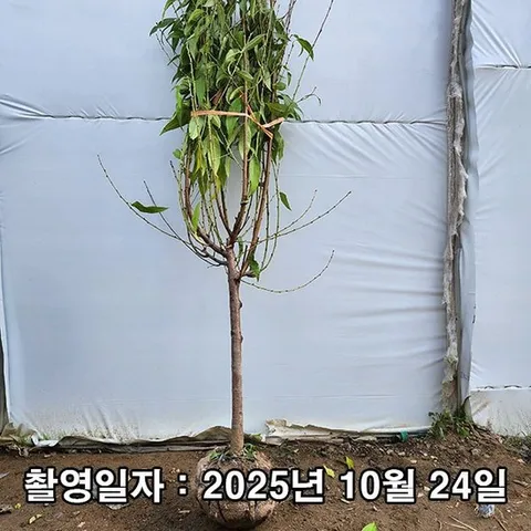 백도복숭아 유명백도 4년생