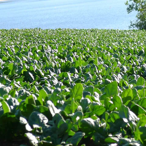 남해군농협 시금치 남해 보물초 500g 무료배송 신선한 노지 겨울시금치 섬초